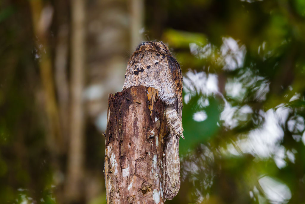 Common Potoo (Nyctibius griseus)